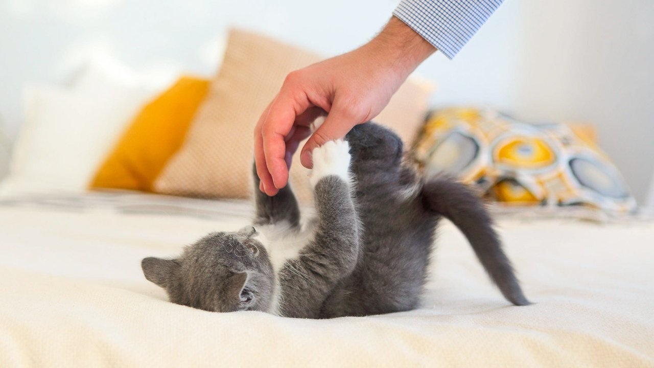 Кошка нападает на руку