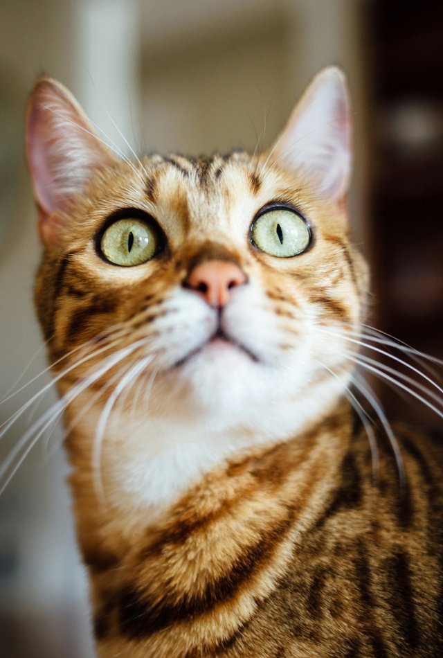 Бенгальская кошка