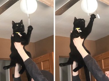 «Моя кошка обожает играть с выключателем, и её надо поднимать».
