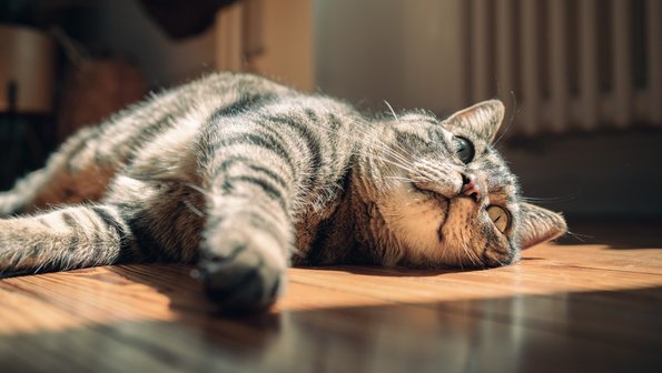 Как кормить кошку в жару: правила