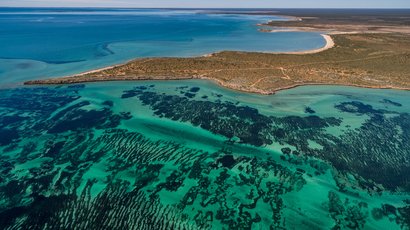 Если смотреть с поверхности, заросли морских водорослей выглядят как отдельные экземпляры, но на генетическом уровне это одно и то же растение. Фото: University of Western Australia