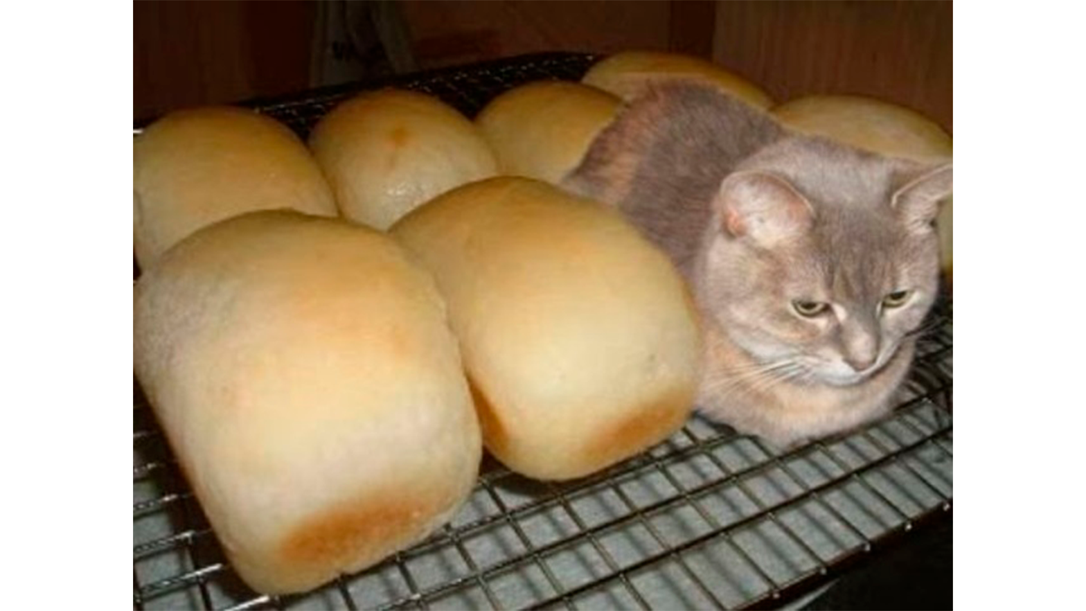 Я не хлеб я кот