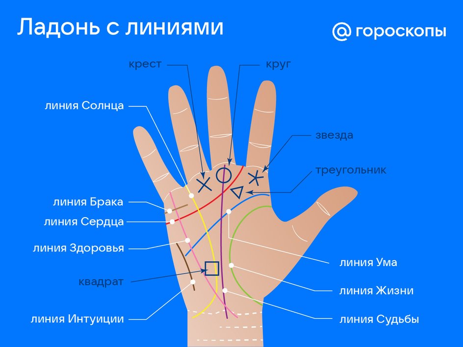 Инфографика ладони с линиями в хиромантии Инфографика ладони с линиями в хиромантии