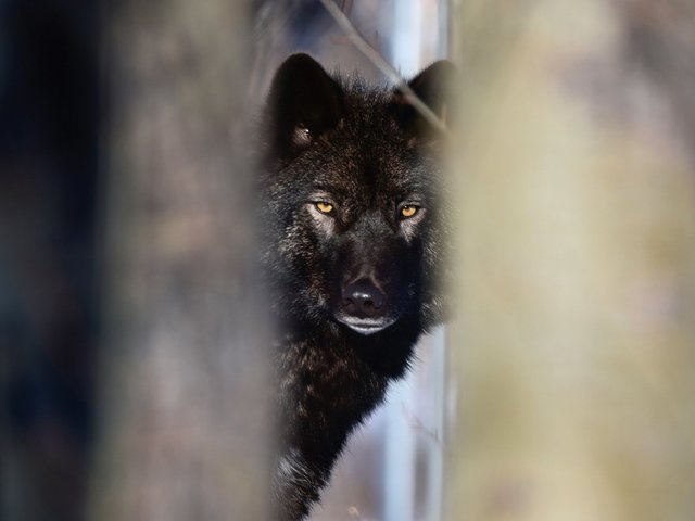 Волк или пес? Гигантская собака держит в страхе весь Витебск