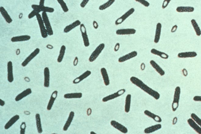 Микрофотография бактерий Clostridium botulinum
