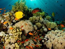 Кадр из Коралловый риф: Охотники и жертвы