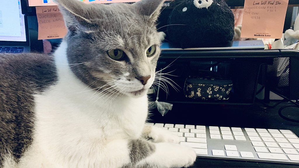 Кот