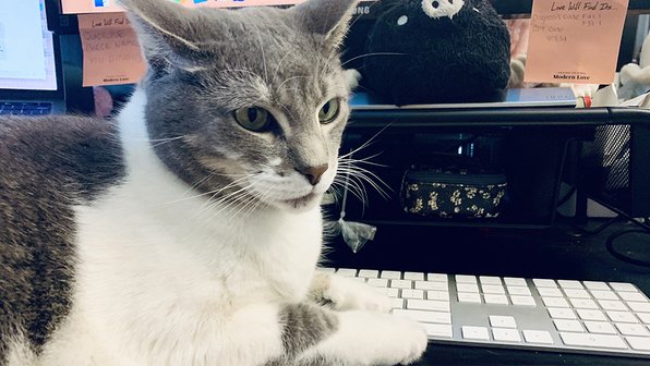 Кот-акробат нашел самое удобное место для отдыха