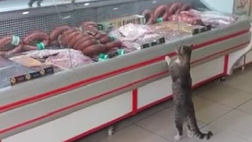 В небольшом городе кот попытался купить мясо в магазине
