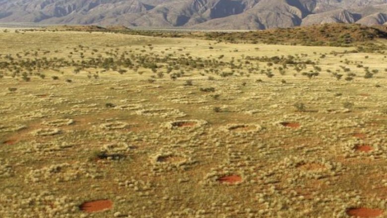 Красноватые круглые пятна в пустыне Намиб, известные как «волшебные круги», также встречаются на северо-западе Австралии. Фото: Norbert Jürgens