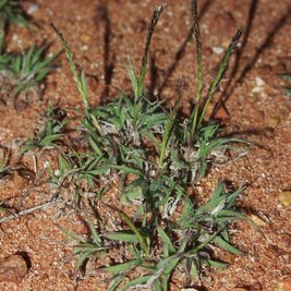Так выглядит трава Tripogon loliiformis. Фото: Wikibedia / Mark Marathon / CC BY-SA 3.0