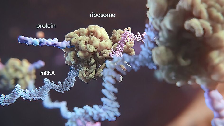 В процессе синтеза белка участвуют мРНК и рибосомы
