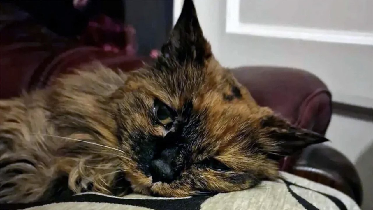 Кошка Кошка
