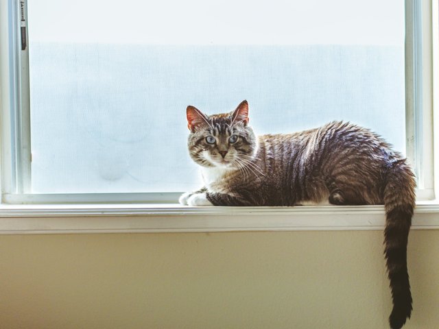 Альпинист выложил фото котов, которые следят за ним из окон