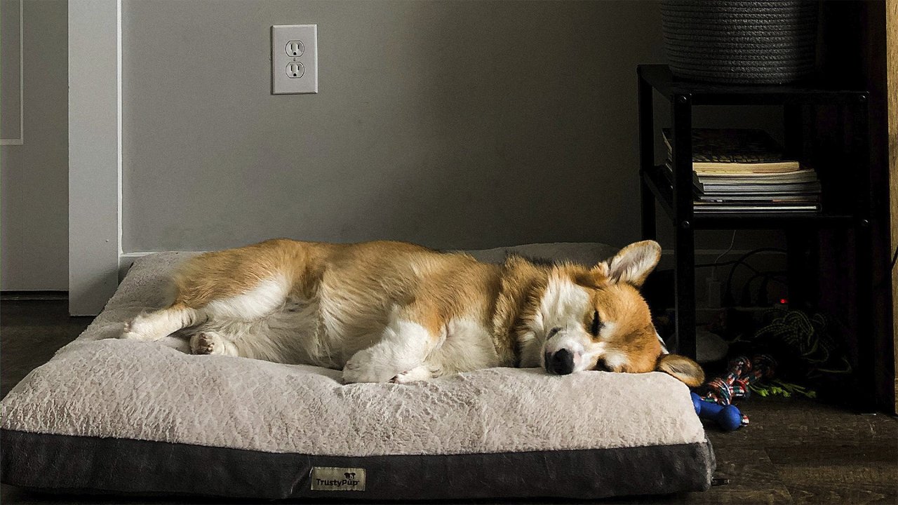 Собака лежит на подушке
