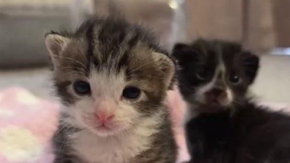 До слез: котята впервые смогли услышать окружающий мир