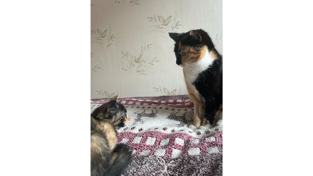 На работу шла одна, а вернулась с тремя котятами На работу шла одна, а вернулась с тремя котятами