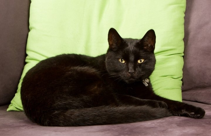 Кошке, которая по виду «чернее ночи», испокон веков приписывали разного рода магические и колдовские способности. 