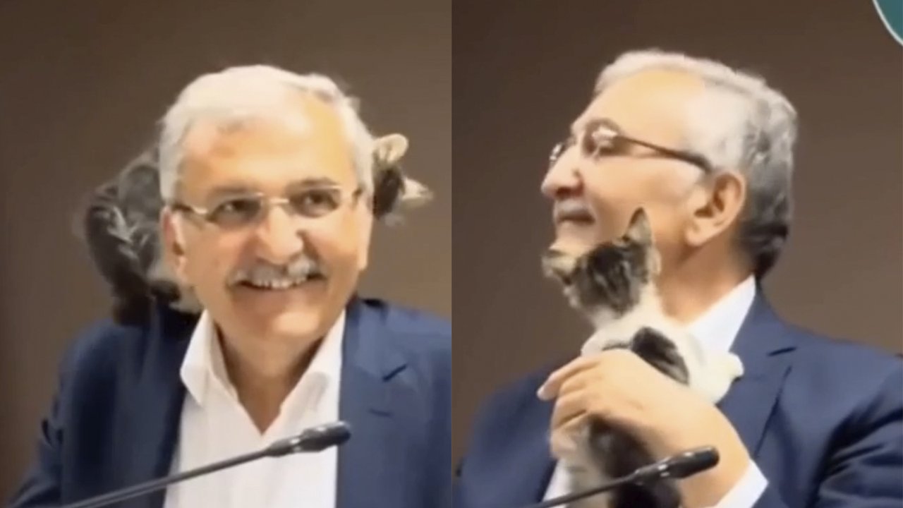 Котенок залез на мэра города во время совещания и умилил Сеть Котенок залез на мэра города во время совещания и умилил Сеть