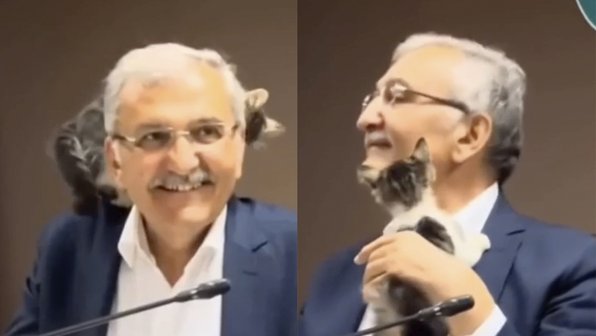 Котенок залез на мэра города во время совещания и умилил Сеть