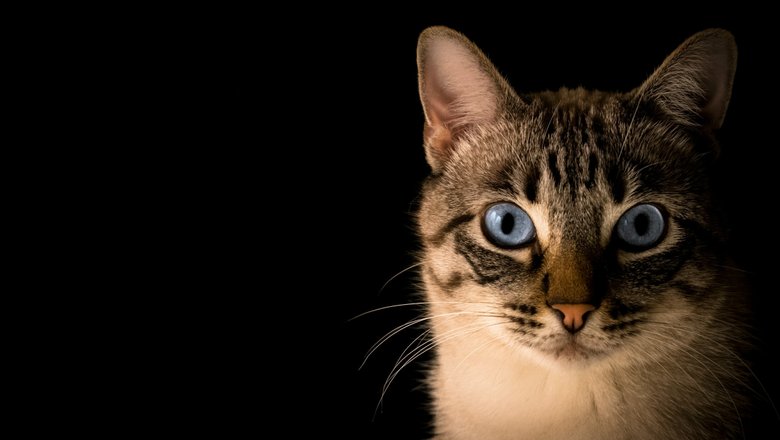 Ученые исследовали кошачьи предпочтения в играх с людьми.