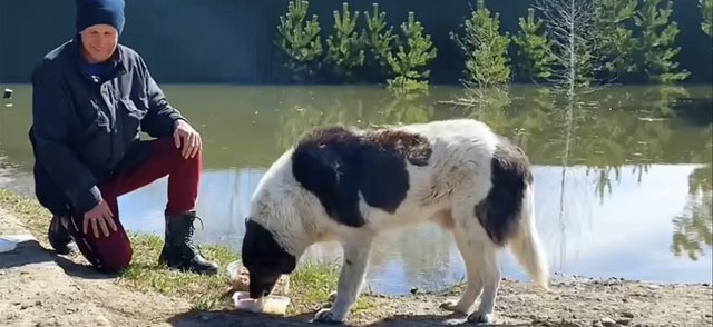 В Тюменской области преданный пес не отходит от затопленного дома