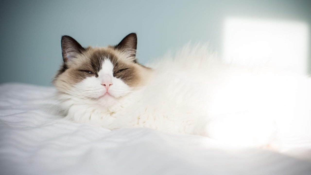 Кошка Кошка