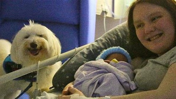 Собака пришла в больницу поддержать хозяйку во время родов