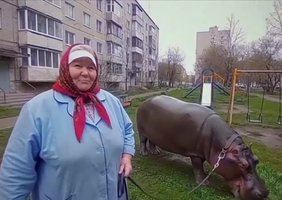 Бабушка и бегемот