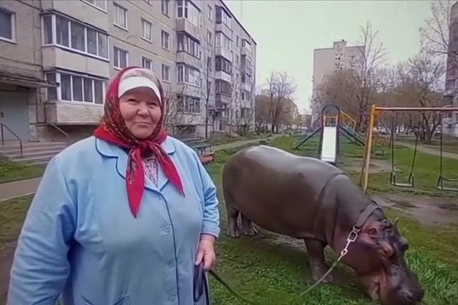 Бабушка и бегемот
