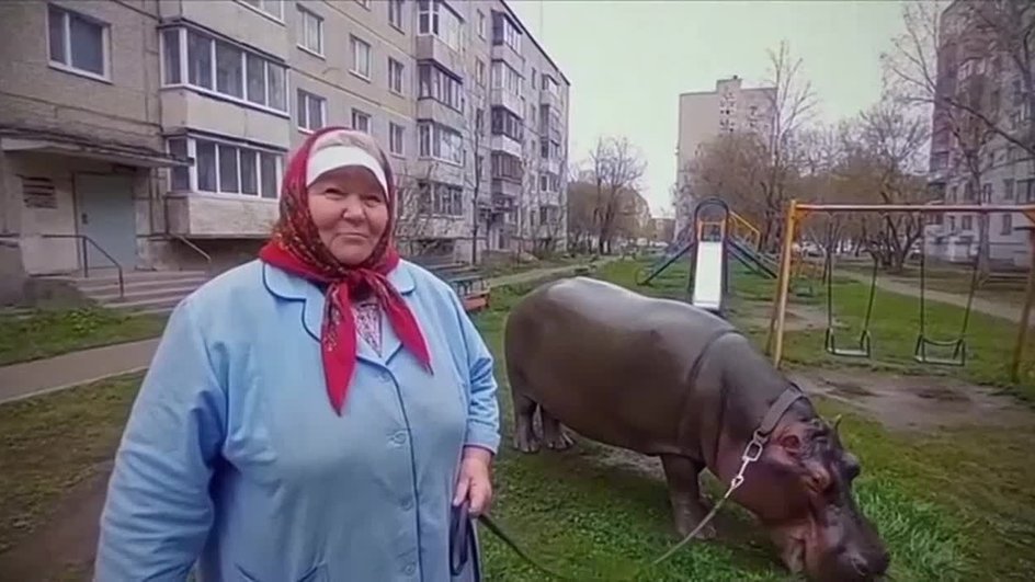 Нейро сгенерированная фотография, на ней справа бабушка в красном платке и голубом плаще, она держит бегемота на поводке. Бегемот ест траву. Нейро сгенерированная фотография, на ней справа бабушка в красном платке и голубом плаще, она держит бегемота на поводке. Бегемот ест траву.