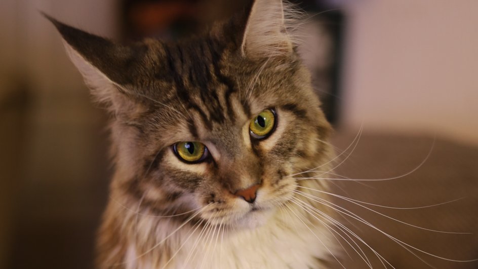 Кошка породы менй-кун, считающейся одной из самых умных пород, которые могут учить команды, общаться и считывать настроение человека Кошка породы менй-кун, считающейся одной из самых умных пород, которые могут учить команды, общаться и считывать настроение человека