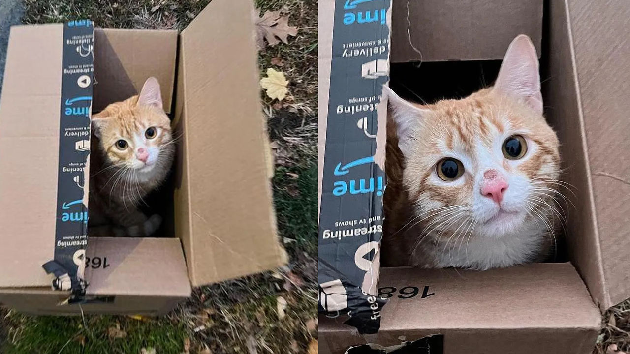 Кота нашли в закрытой коробке