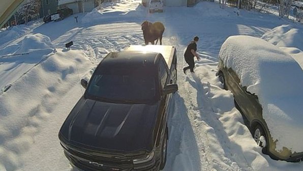 Бесстрашная такса защитила хозяина от дикого лося (видео)