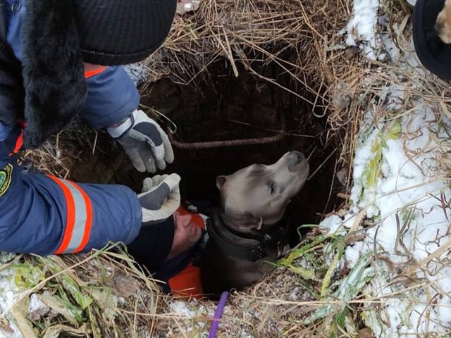 Под Новосибирском женщину и собаку спасли из колодца