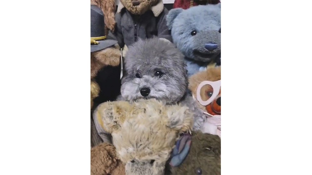 Собака Собака