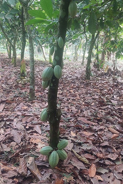 Так выглядит здоровое какао-дерево. 
