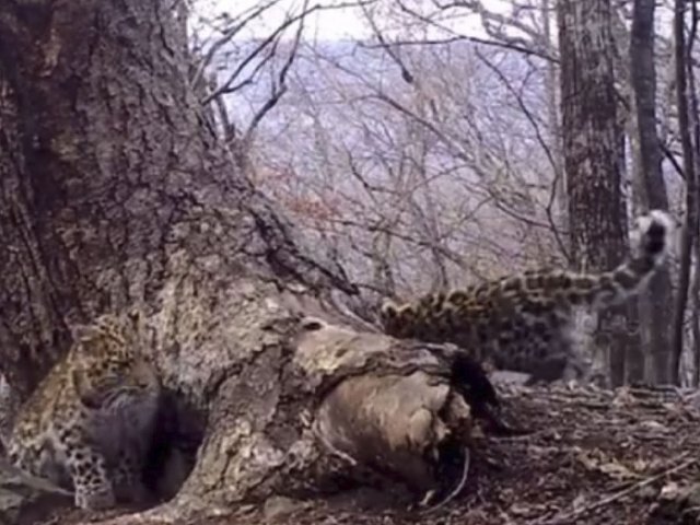 Котенок леопарда сыграл в прятки и попал на видео в Приморье