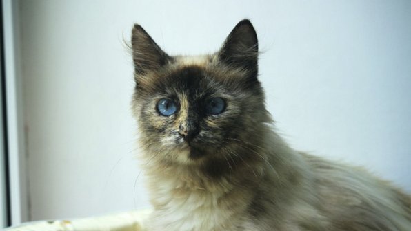 Под Тулой спасли истощенную кошку с котятами сказочной красоты