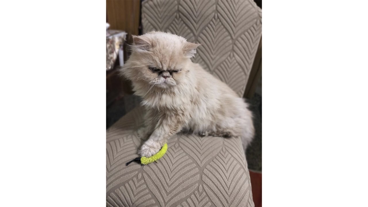 Кошка по имени Роза Кошка по имени Роза