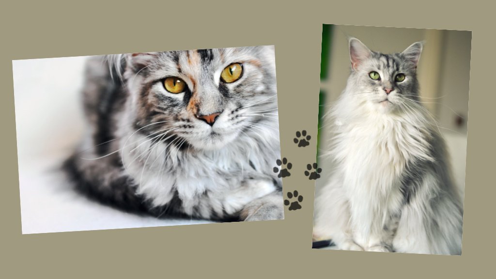 MAINE_COON