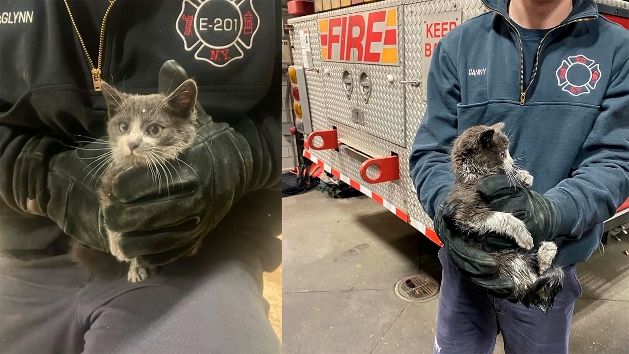 Котенок забрался в пожарную машину и так спас себе жизнь