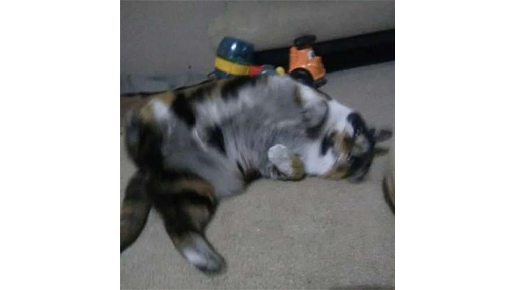 Cat Cat