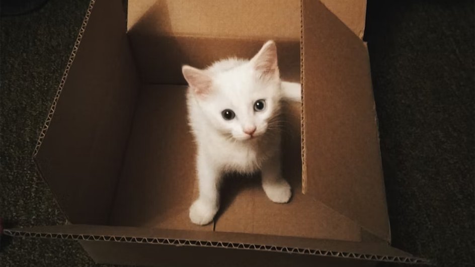 Маленький белый котенок в картонной коробке, которого взяли из приюта бесплатно