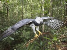 Кадр из Амазония: Инструкция по выживанию