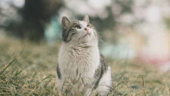 Мужчина из Кинешмы спас от смерти кошку, которую чуть не сожгли