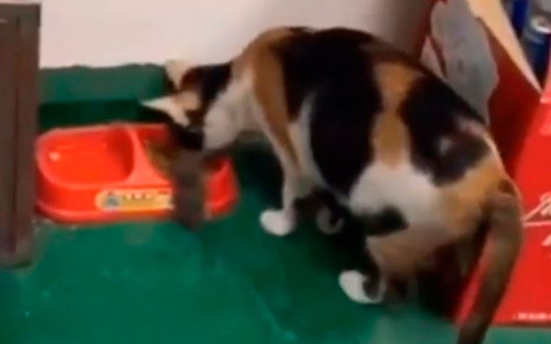 Ахнете, узнав, что кошка сделала с этой мышью (видео) - Питомцы Mail.ru