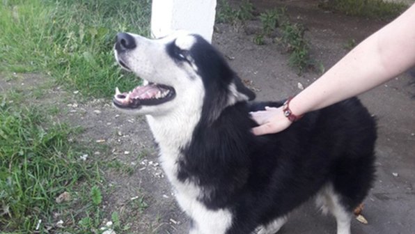 В Петербурге собака прибежала в больницу за хозяином, которого увезли на скорой