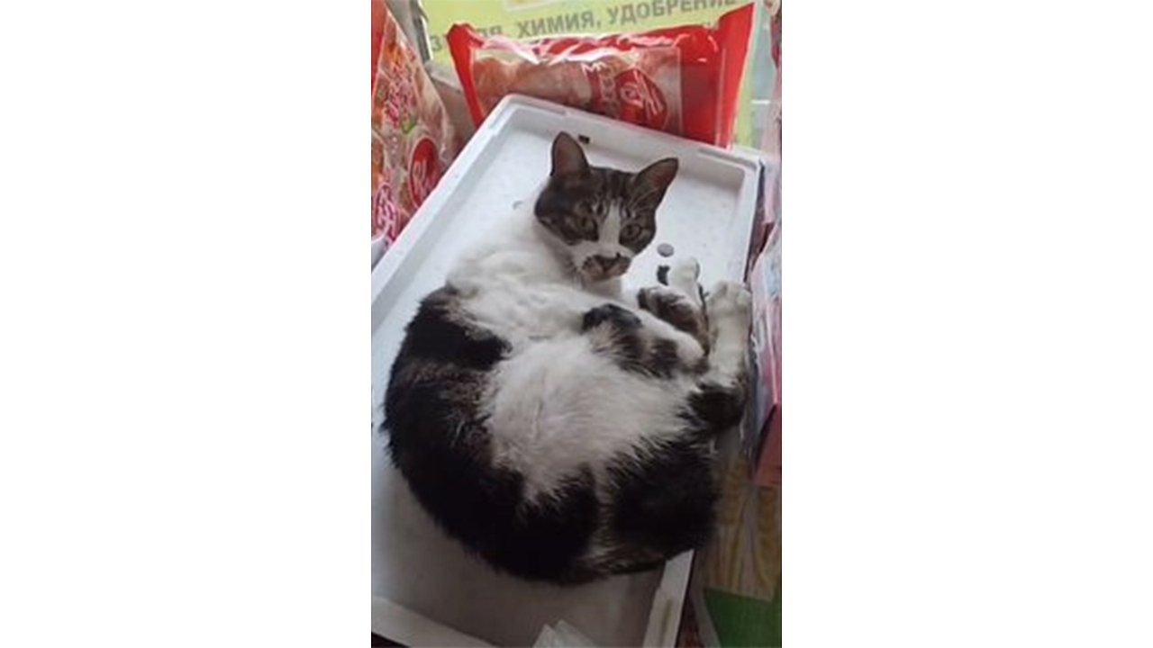 Кот-полиглот вернулся домой: найден питомец, понимающий китайский Кот-полиглот вернулся домой: найден питомец, понимающий китайский