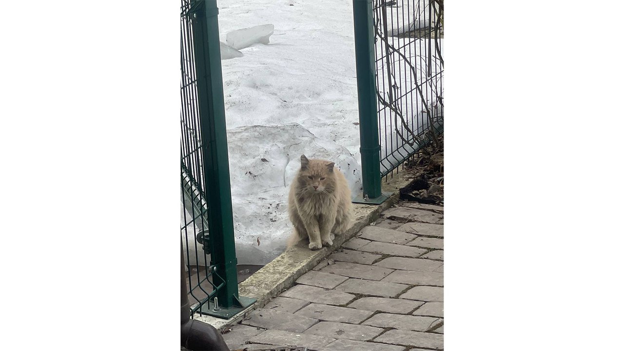 Рыжий котик на улице до спасения Рыжий котик на улице до спасения